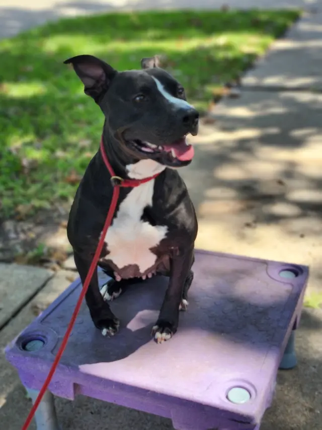 Tail to Tail Training — photo from the business 3