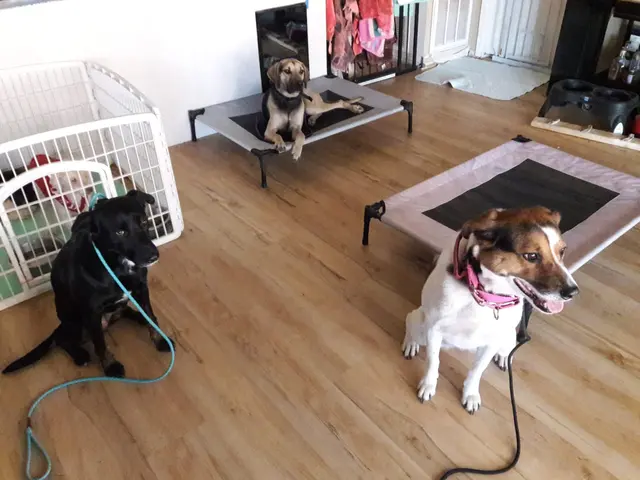 Tail to Tail Training — customer photo 12