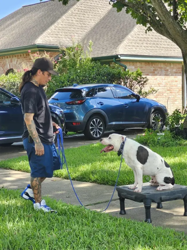 Customer photo of work by Tail to Tail Training, from Leticia Granger's review