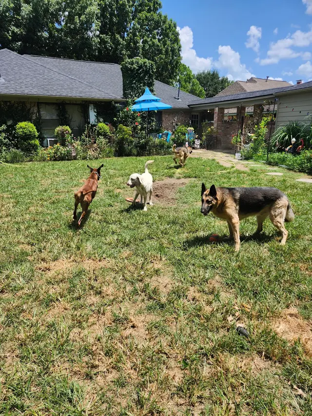 Tail to Tail Training — photo from the business 2