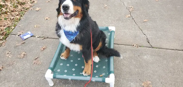 Tail to Tail Training — photo from the business 9