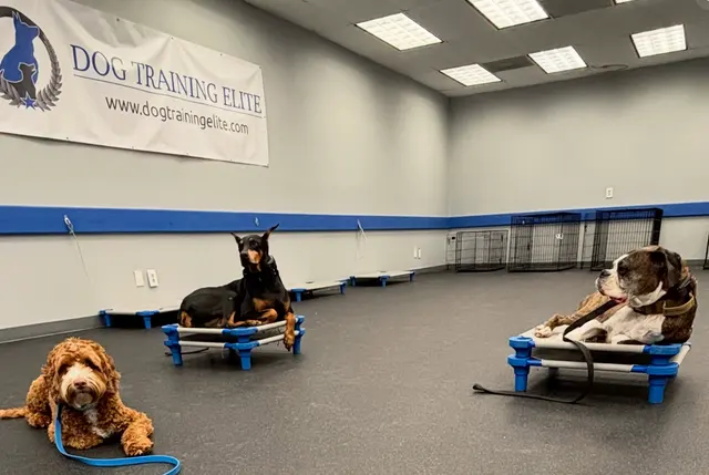 Dog Training Elite West Houston Facility — photo from the business 1