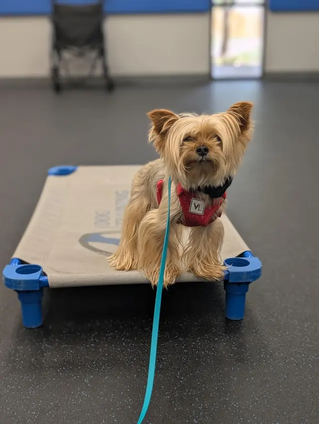 Dog Training Elite West Houston Facility — customer photo 4
