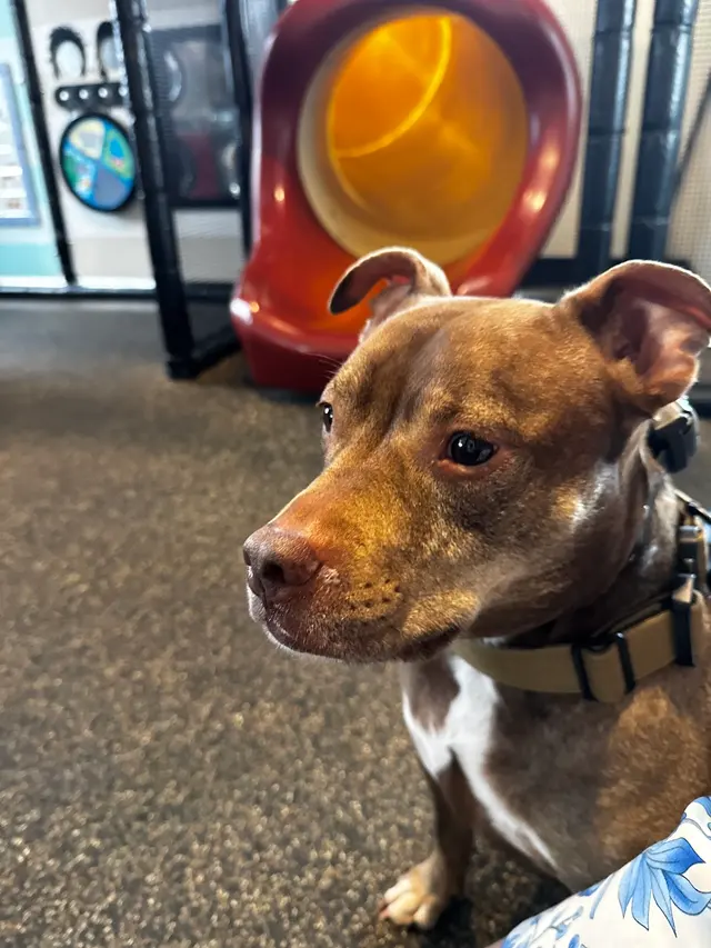 Dog Training Elite West Houston Facility — customer photo 2
