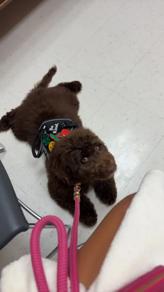 Dog Training Elite West Houston Facility — customer photo 10