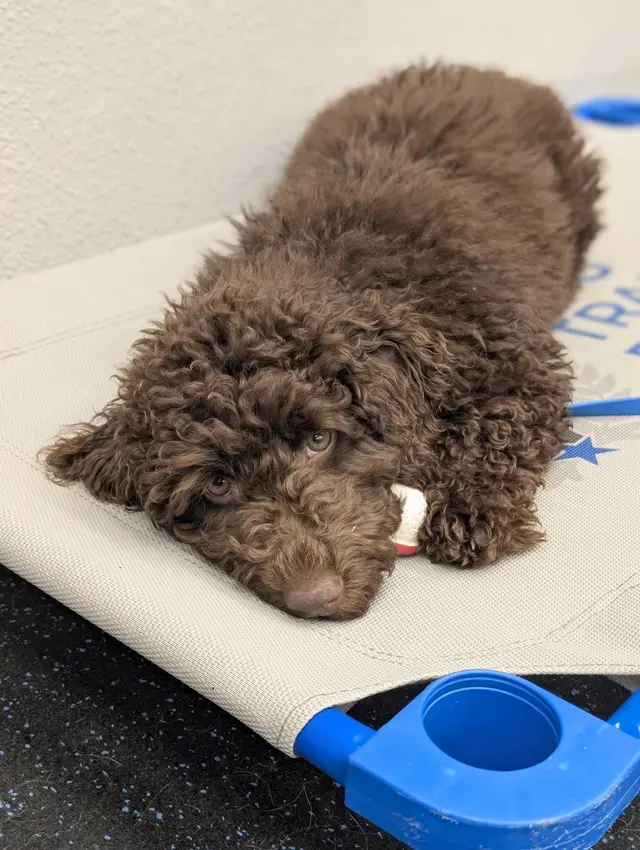 Dog Training Elite West Houston Facility — customer photo 7