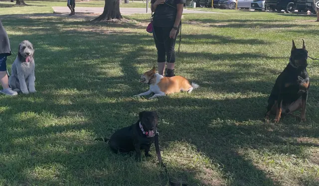 Dog Training Elite West Houston Facility — photo from the business 5