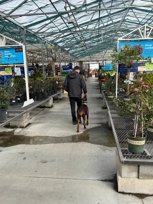 Customer photo of work by Dog Training Elite West Houston Facility, from Jay Prasad's review