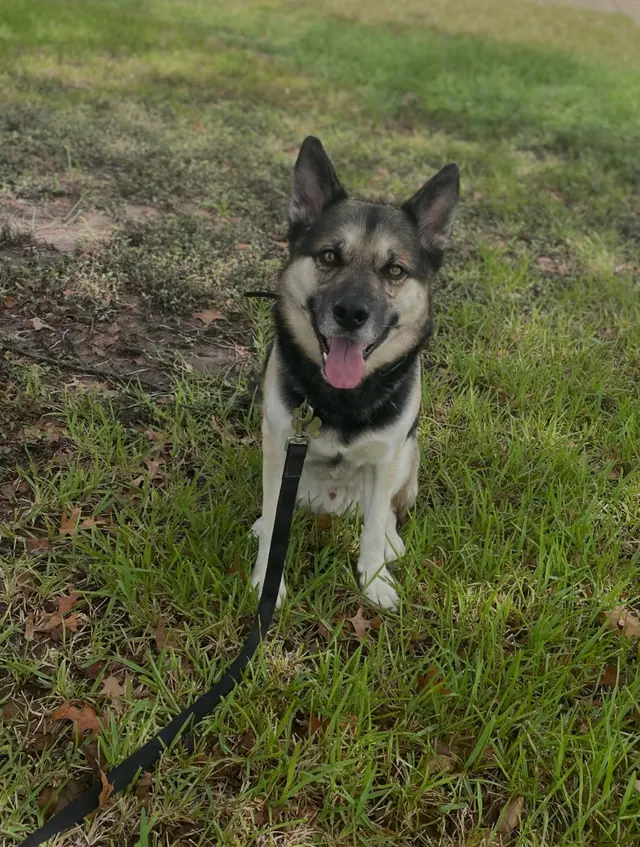 Dog Training Elite West Houston Facility — photo from the business 6