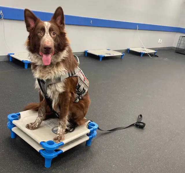Dog Training Elite West Houston Facility — photo from the business 3