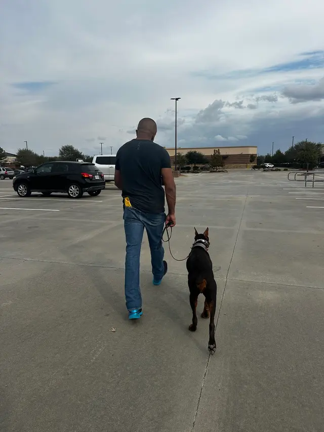 Customer photo of work by Dog Training Elite West Houston Facility, from Jay Prasad's review