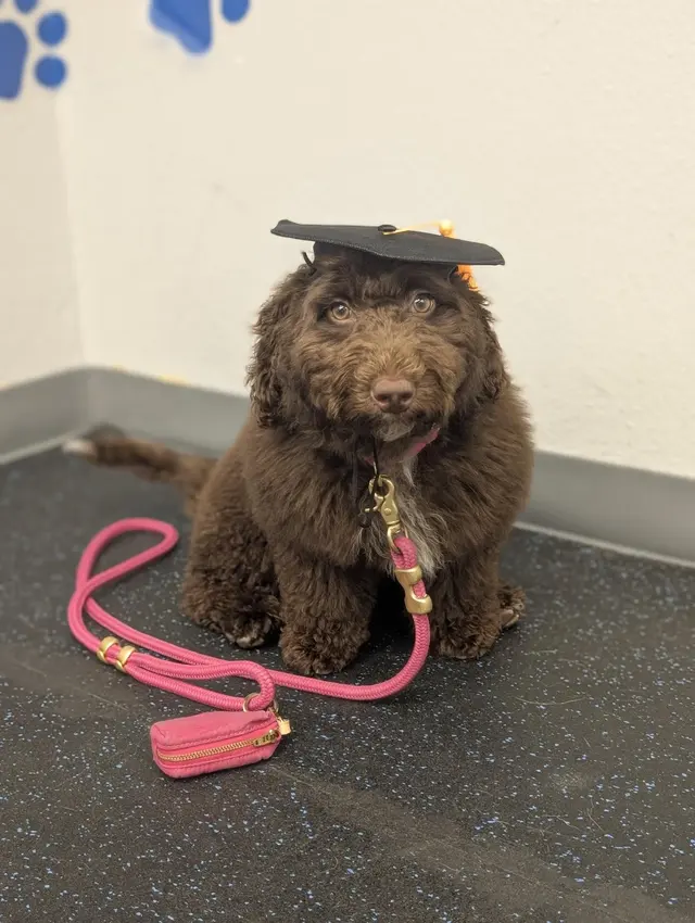 Dog Training Elite West Houston Facility — customer photo 8