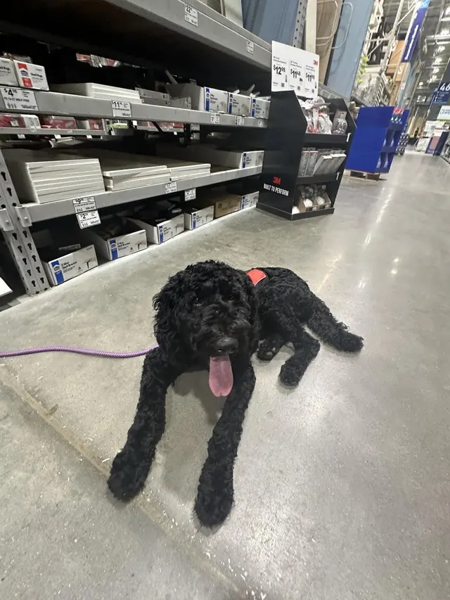 Dog Training Elite West Houston Facility — customer photo 12