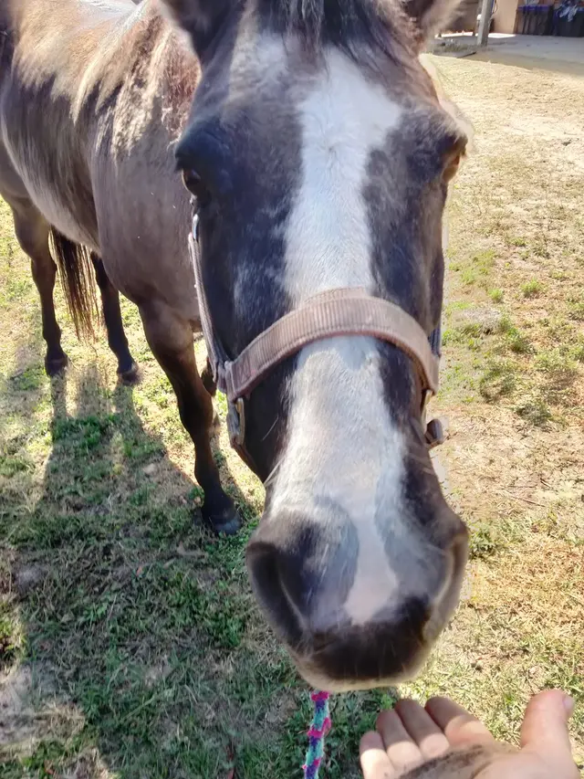 Lake Forest Equestrian Center — customer photo 9