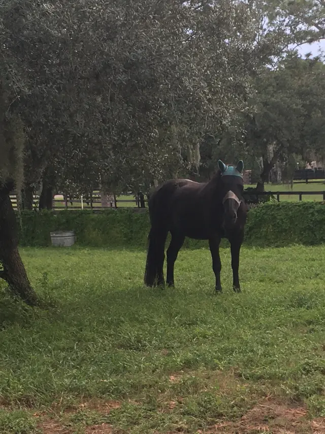 Lake Forest Equestrian Center — photo from the business 6