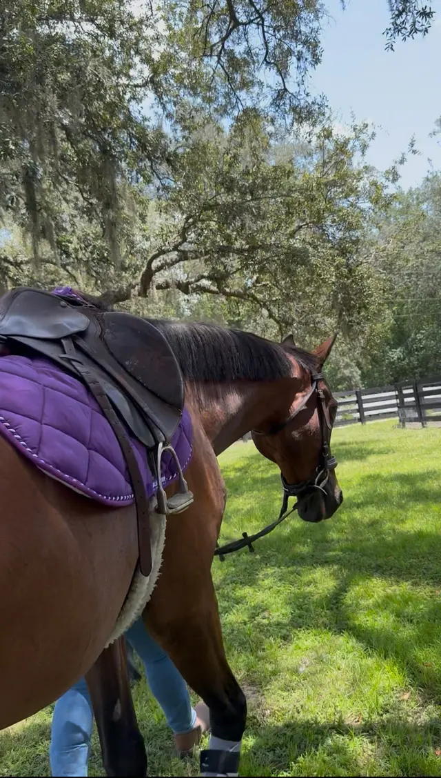 Equestrian Legacy — customer photo 9