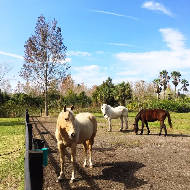 Hidden Palms Ranch — photo from the business 12