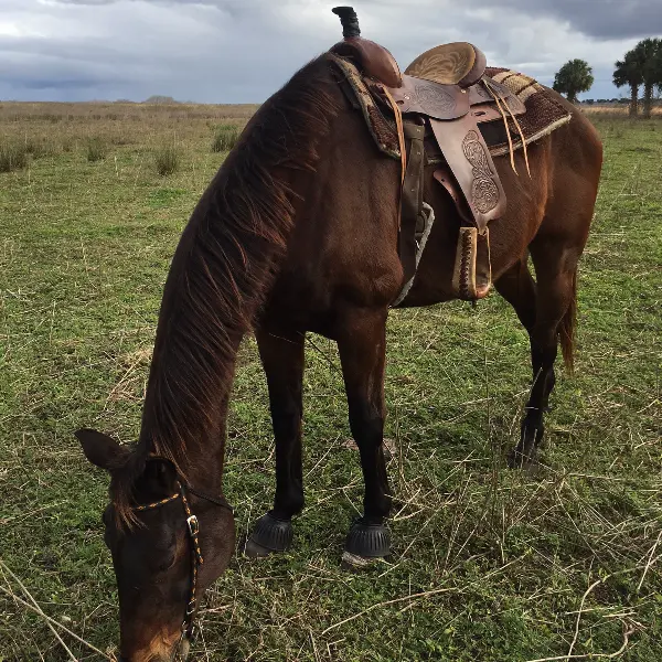 Hidden Palms Ranch — photo from the business 3