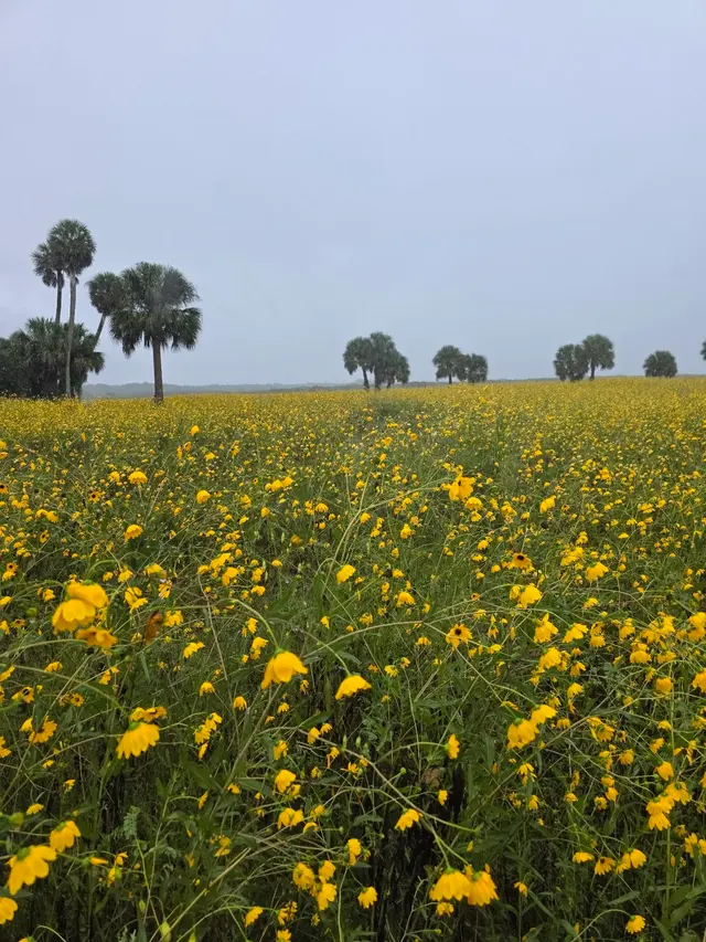 Customer photo of work by Hidden Palms Ranch, from K B's review