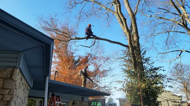 JT Tree Service — customer photo 8