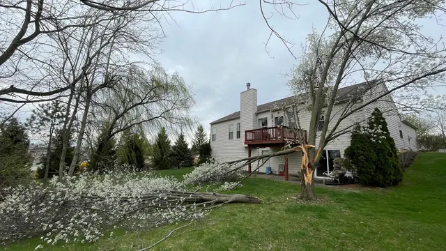 JT Tree Service — customer photo 1
