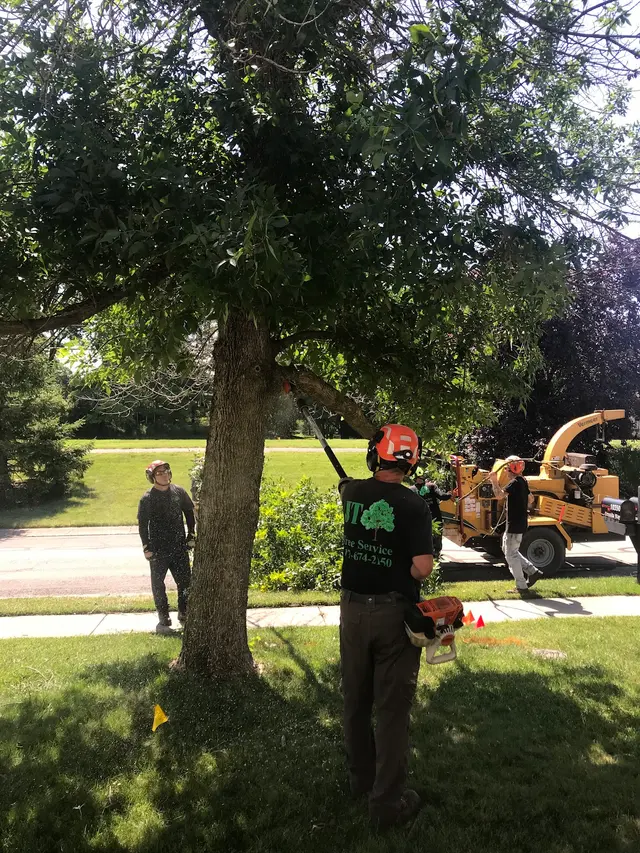 JT Tree Service — customer photo 4