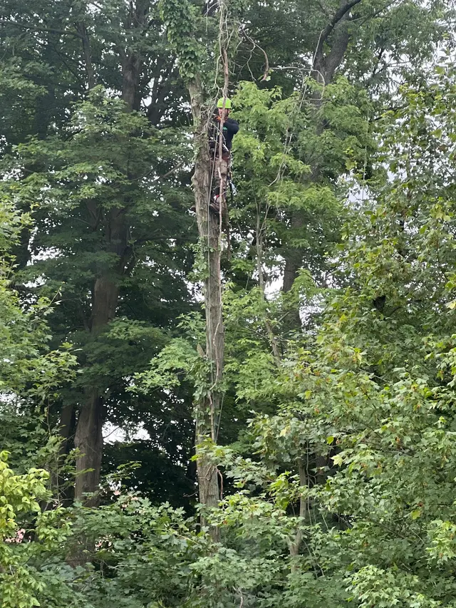 JT Tree Service — customer photo 12
