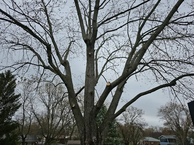 JT Tree Service — customer photo 11