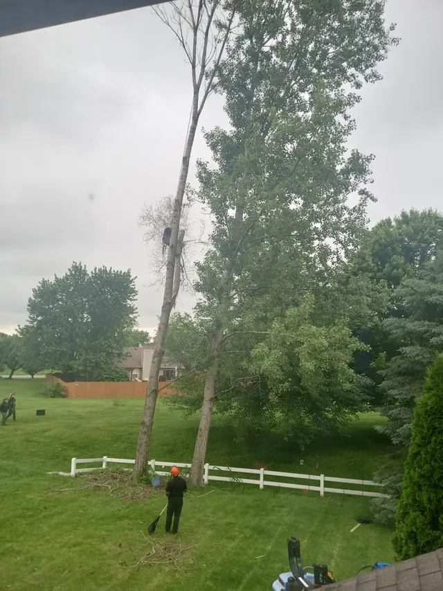 JT Tree Service — customer photo 2