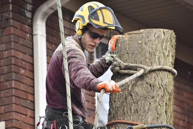Nova Tree Care — photo from the business 2