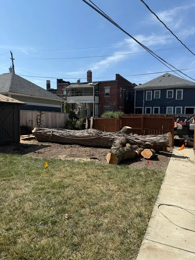 Nova Tree Care — customer photo 4