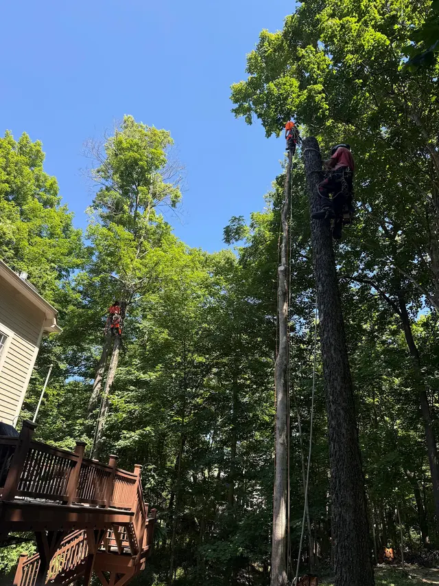 Nova Tree Care — customer photo 6
