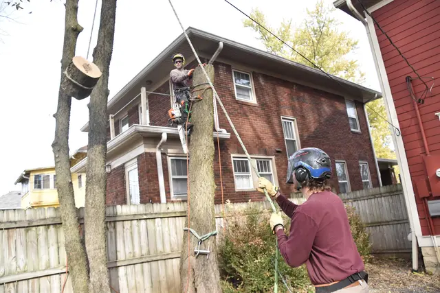Nova Tree Care — photo from the business 3