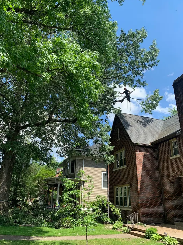 Nova Tree Care — customer photo 12