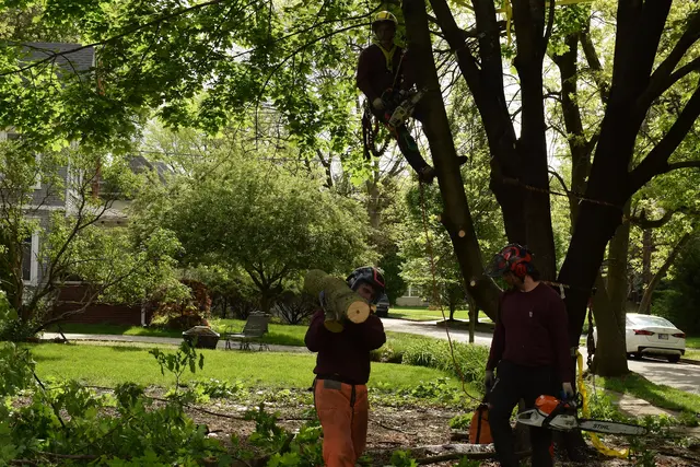Nova Tree Care — photo from the business 11