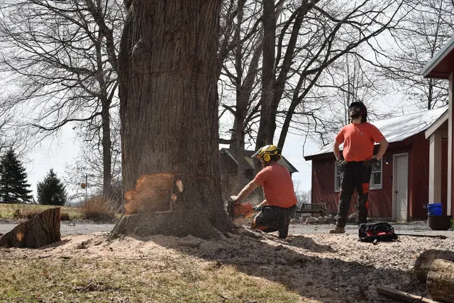 Nova Tree Care — photo from the business 8