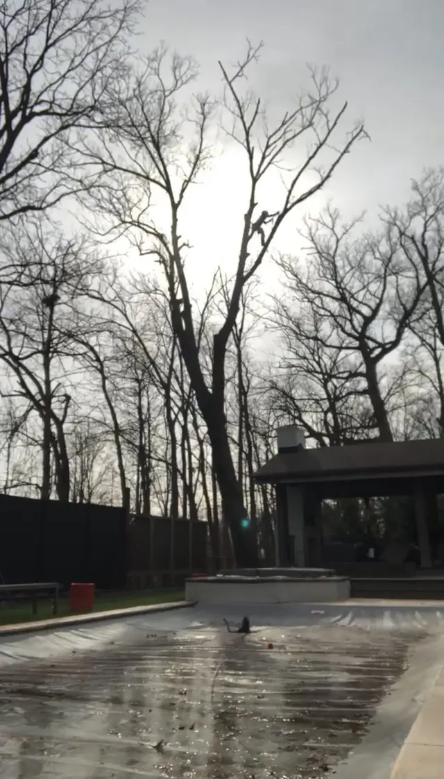 Nova Tree Care — customer photo 9
