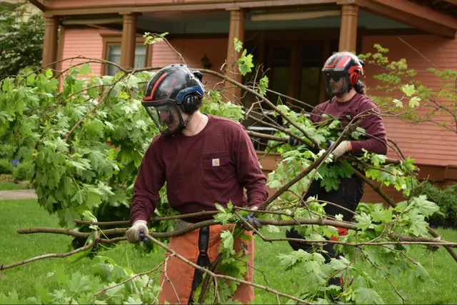 Nova Tree Care — photo from the business 7