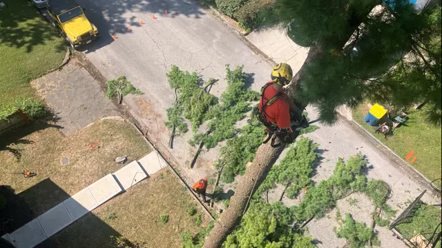 Nova Tree Care — photo from the business 1