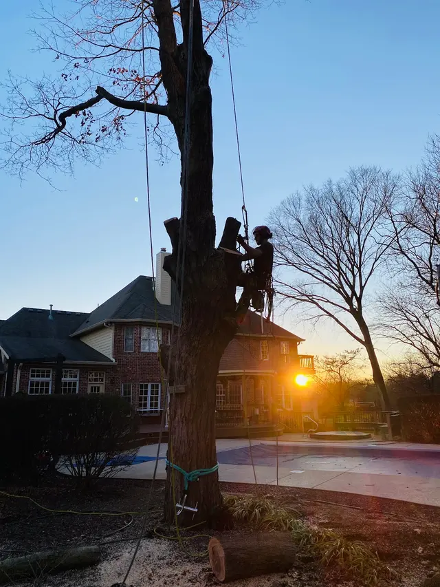 Nova Tree Care — customer photo 10