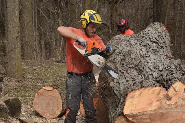 Nova Tree Care — photo from the business 5