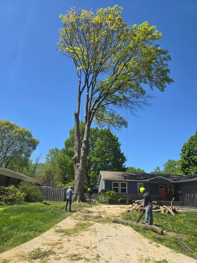 DC Tree Services LLC — photo from the business 3