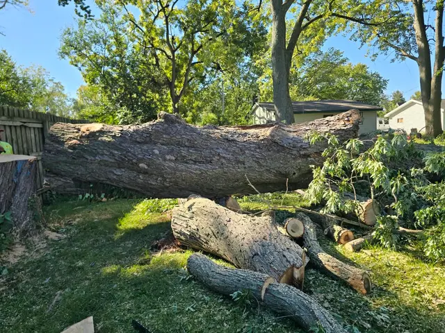 DC Tree Services LLC — photo from the business 2