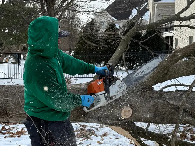 DC Tree Services LLC — photo from the business 1