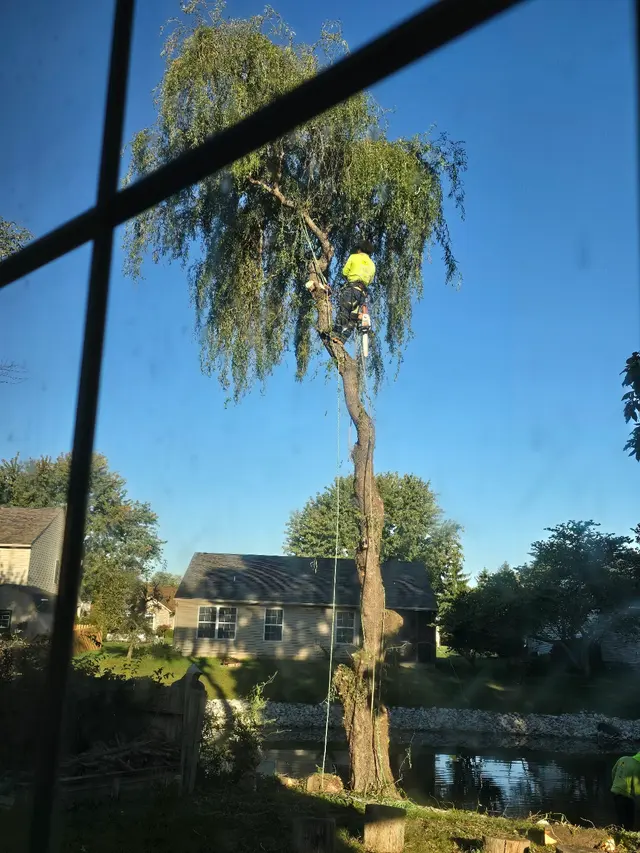 Customer photo of work by DC Tree Services LLC, from Rebecca Manno's review