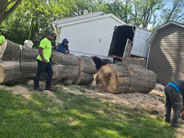 DC Tree Services LLC — photo from the business 4