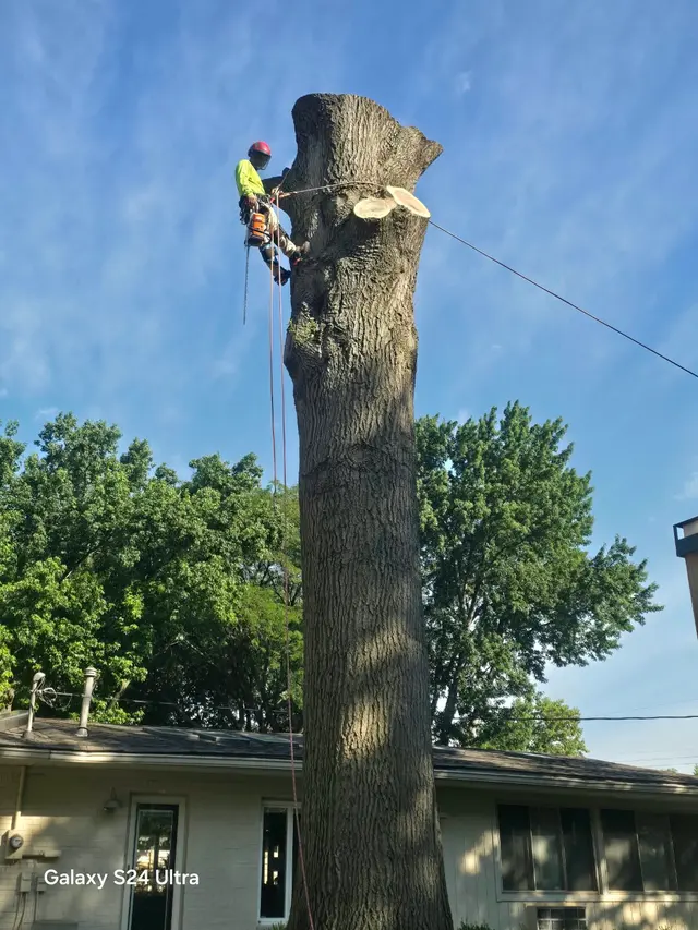 DC Tree Services LLC — photo from the business 9