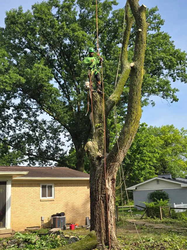 DC Tree Services LLC — photo from the business 8