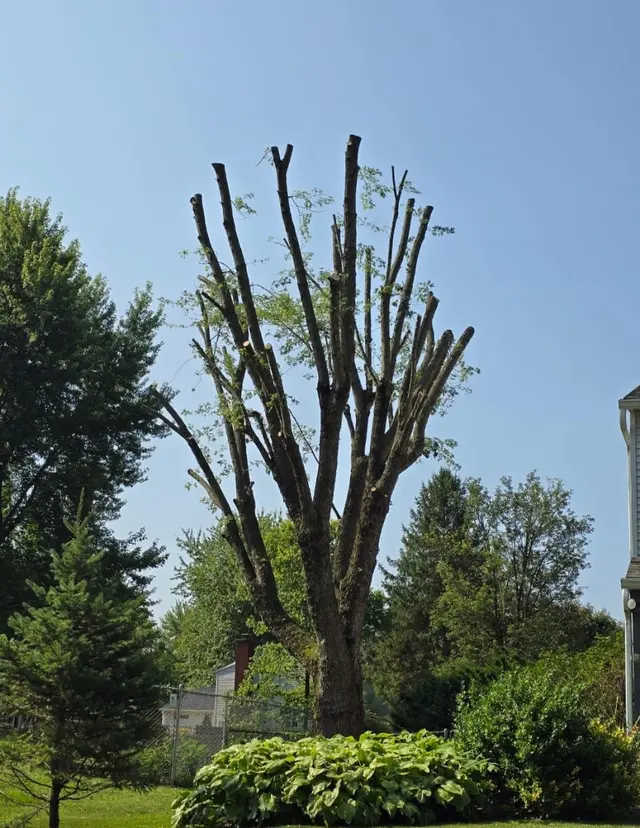 DC Tree Services LLC — photo from the business 11