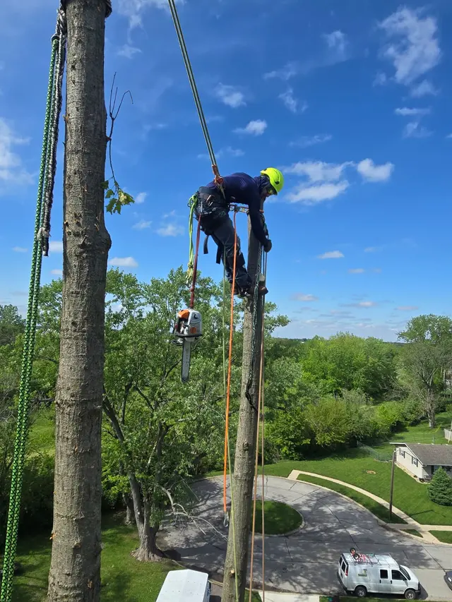 DC Tree Services LLC — photo from the business 12